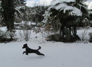 chien-dans-la-neige_g.jpg